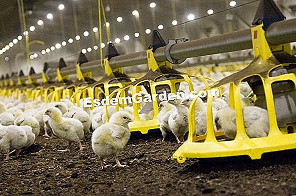 Sėkmingas vandens lelijų padalijimas: teisingi veiksmai