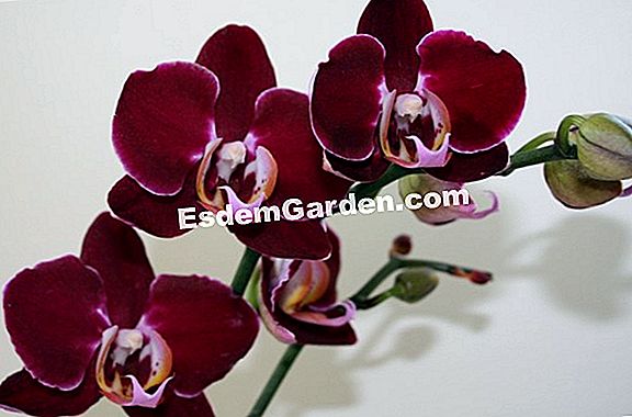 Orchidėjos: tinkamumas!