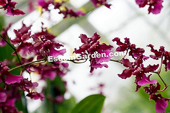 Orchid motyvai