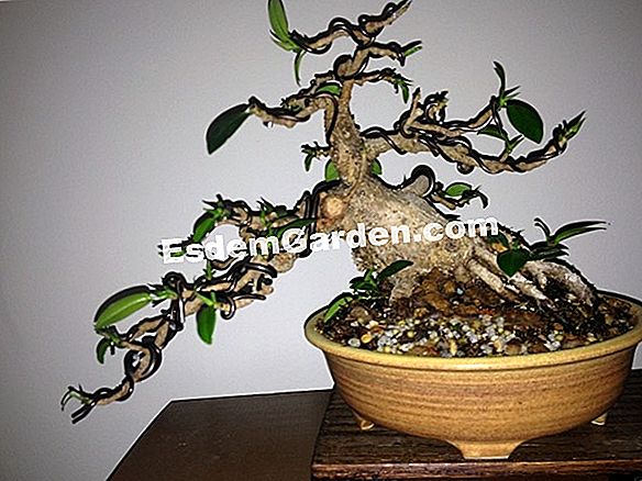 Ficus bonsai, ficus ženšenis, Ficus microcarpa