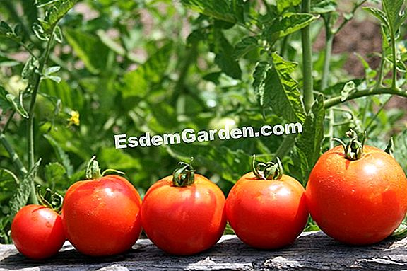Pomidorų auginimo kalendorius