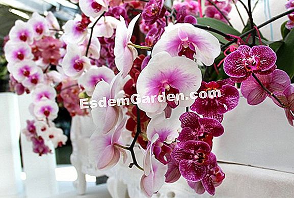 Orchidėjų hibridizacija