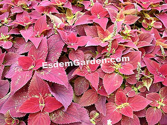 Coleus durdurmak