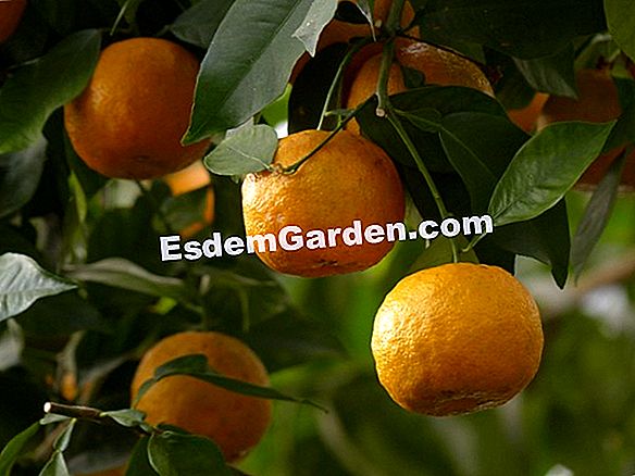 ส้มขม, ต้นมะนาว, ส้มแมนดาริน, ส้ม, เกรฟฟรุ๊ต, เคลเมนไทน์