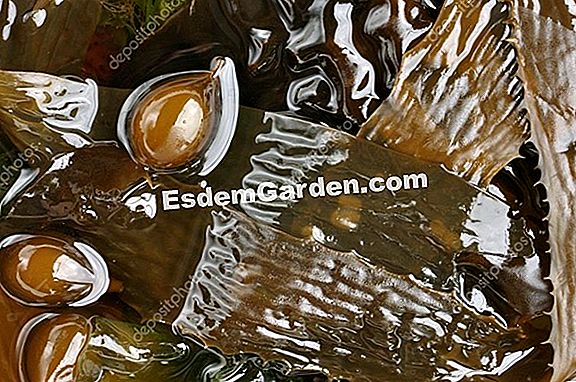 Kahverengi algler: denizden bahçenize