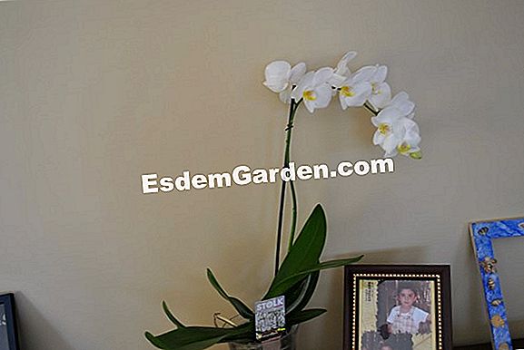 Benim beyaz orkide çiçeklerinde açık kahverengi noktalar var. Ne yapmalı?