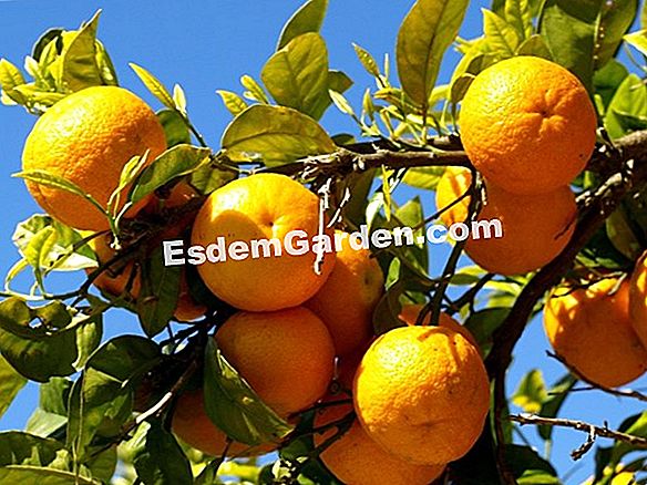 Dikenli limon ağacı