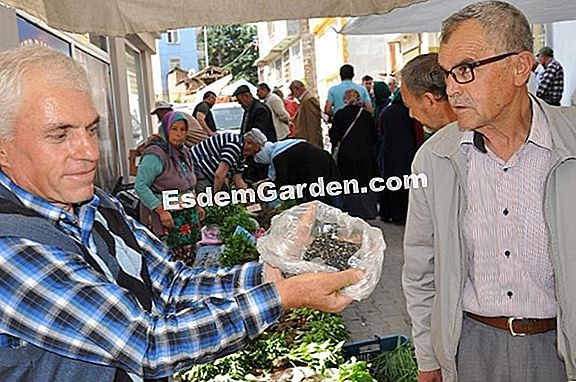 Çok yıllık pırasa