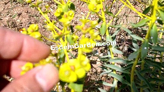 Euphorbia Denizanası Başkanı Euphorbia Gatbergensis Dikim Yetiştirme