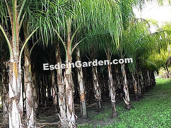 Washingtonia filifera, Kaliforniya palmiye ağacı