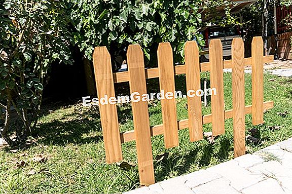 Çitlerde sedir ağacı kesmek için: doğru eylemler