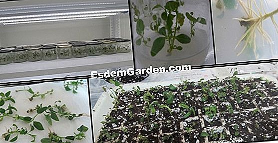 İn vitro kültür 🌿 Tüm Bahçe Ve Bahçe Tasarımı Hakkında 2025