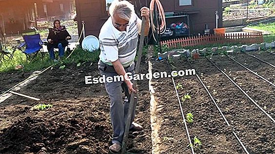 Sebze bahçesi: domates yetiştirmede başarılı olmak